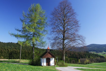 Blick auf eine Kapelle, welche zwischen zwei Bäumen steht. Im Hintergrund sieht man Berge