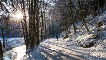 Winterwanderweg bei Wörth im Gschwelltag