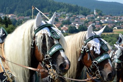 Ansicht prächtig geschmückter Pferdeköpfe mit Kränzchen und festlichem Zaumzeug