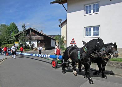 Der Kirtabaum wird liegend von einem Pferdegespann (zwei schwarze Pferde) zur Ortsmitte gezogen.