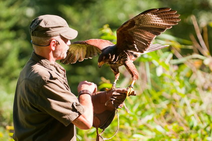 Mann von Hinten mit landendem Greifvogel auf der Hand