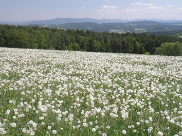 Blick auf ein verblühtes Löwenzahnfeld im Hintergrund sieht man die Berge