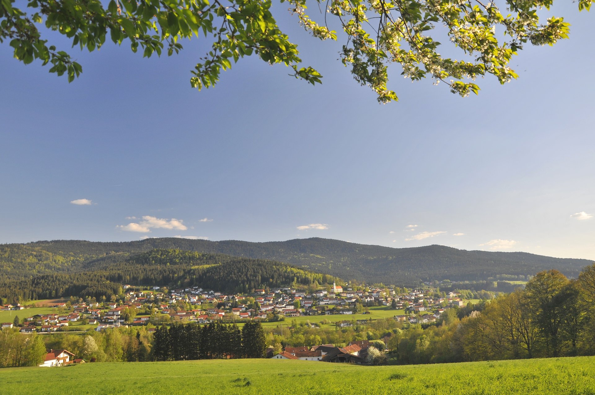 Hohenwarth Blick auf Hohenwarth unter einem Baum stehend an einem schönen Sommertag