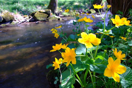 Blick auf den Bach, am Rand wachsen gelbe Blumen