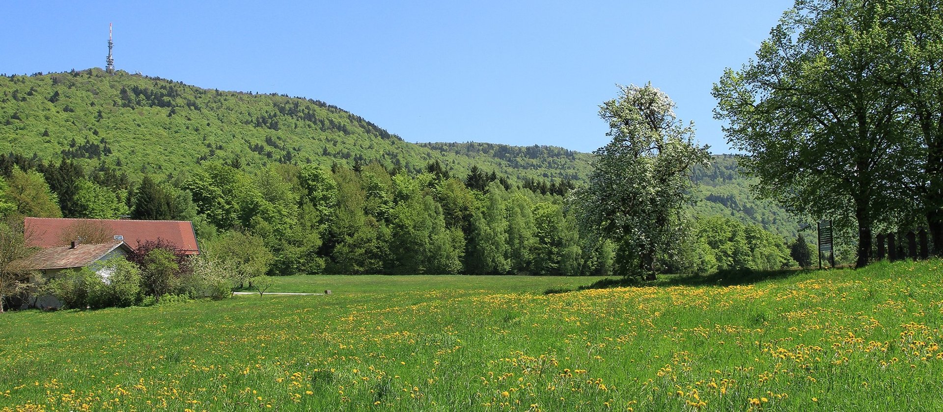 sommerliche Naturlandschaft in sattgrün mit Löwenzahn