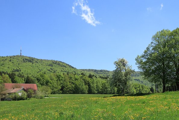 sommerliche Naturlandschaft in sattgrün mit Löwenzahn