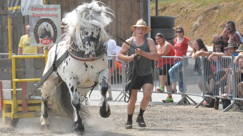 Pferdewettziehen bei der Zeltendorfer Zugleistung