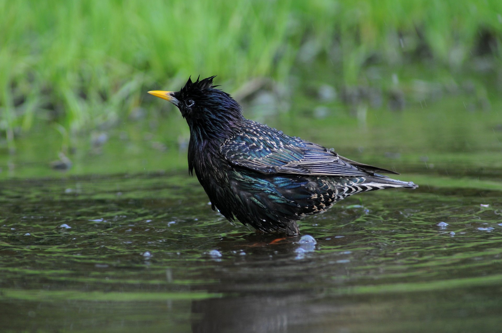 Vögel