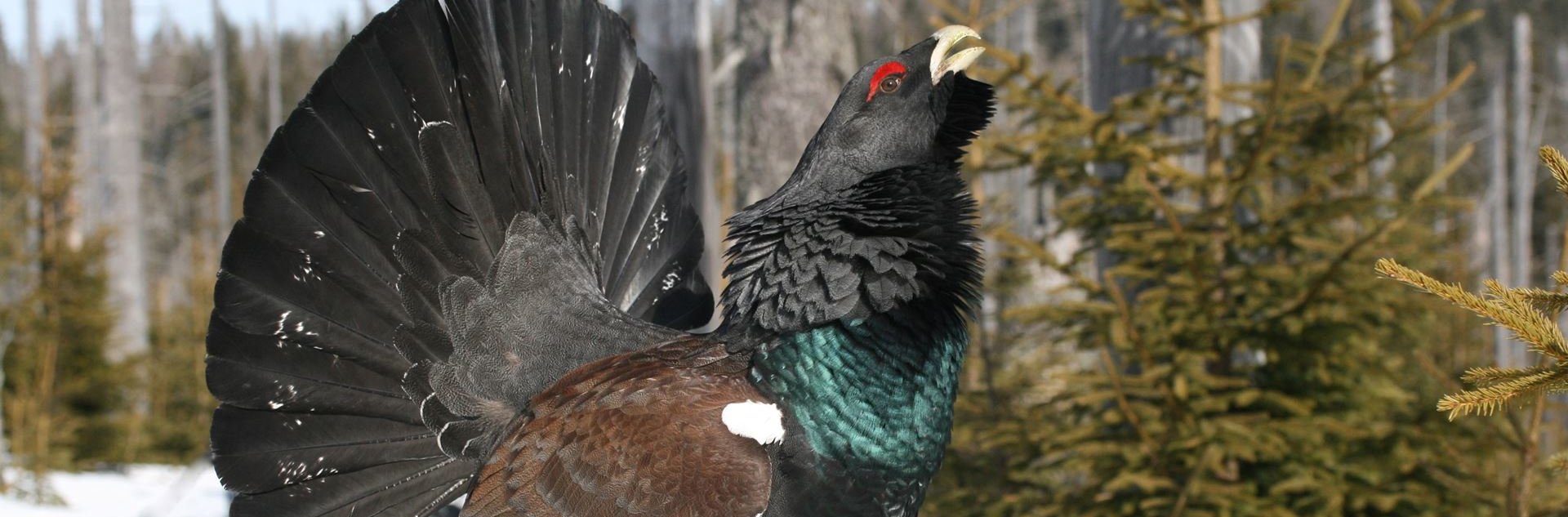 Das Auerhuhn