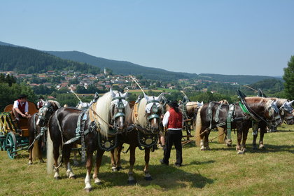 Prächtige Pferdegespanne mit Hohenwarth im Hintergrund