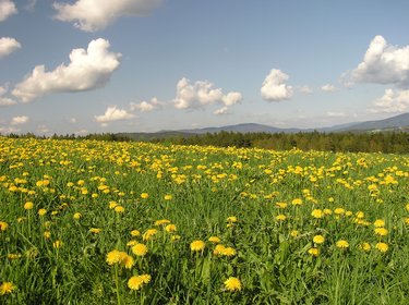 Blick über eine gelbe Löwenzahnwiese hin zur Bergkette