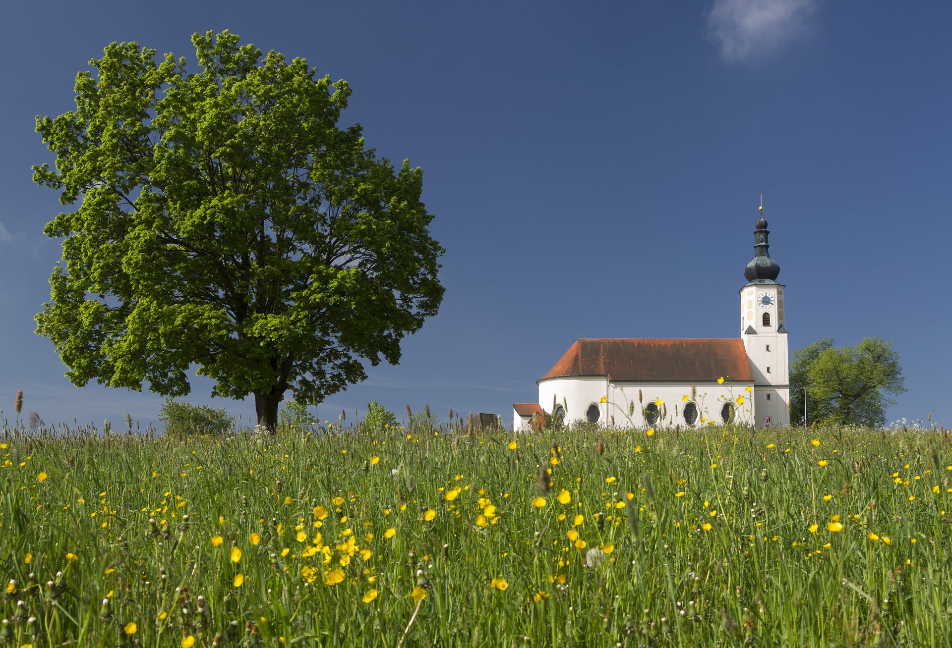 Blick auf die Wallfahrtskirche Weißenregen über ein Blumenfeld