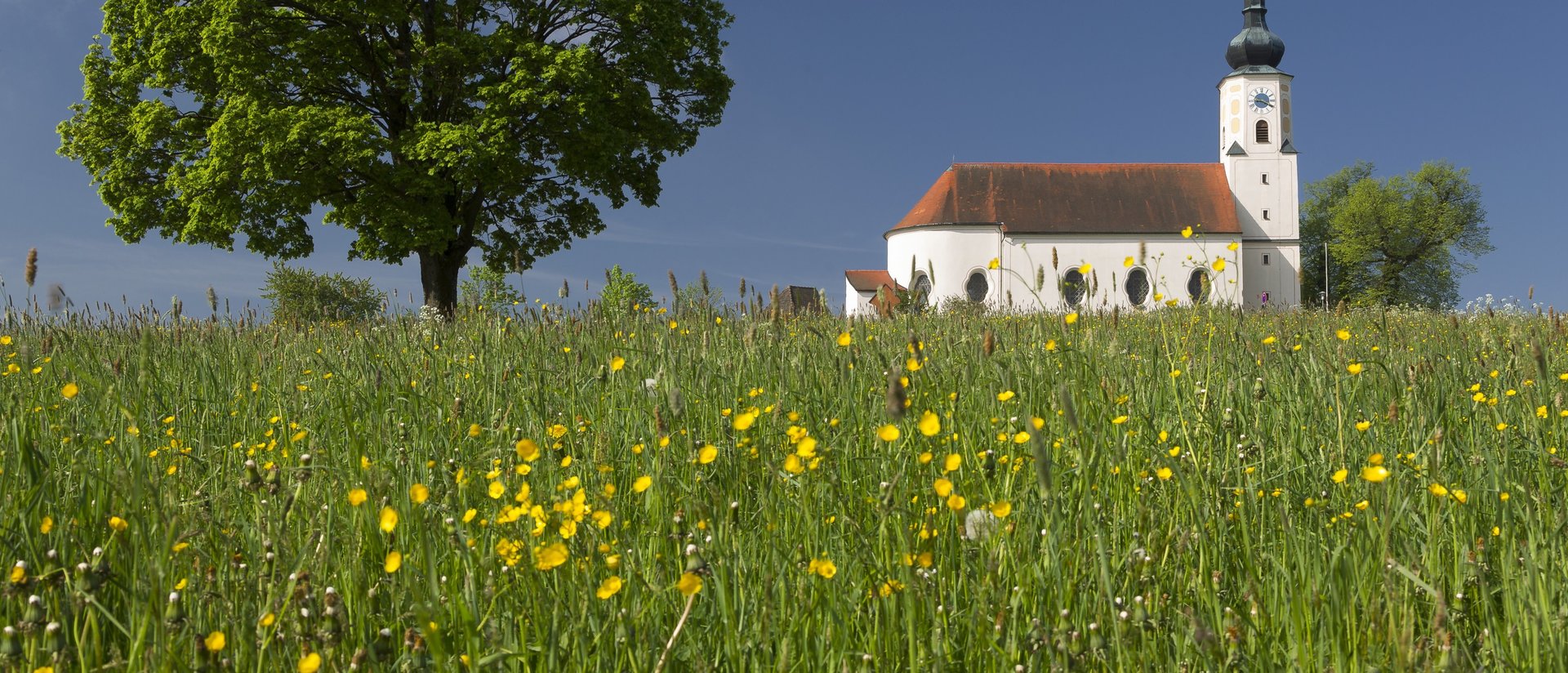 Blick auf die Wallfahrtskirche Weißenregen über ein Blumenfeld