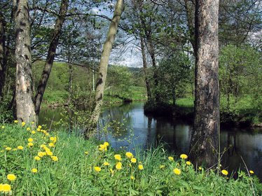 Blick auf den Fluss, am Ufer wächst Löwenzahn