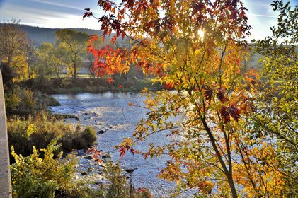 Blick auf den Fluss Regen, am Ufer steht ein Baum mit herbstlich gefärbten Blätten, durch die Blätter hindurch scheint die Sonne