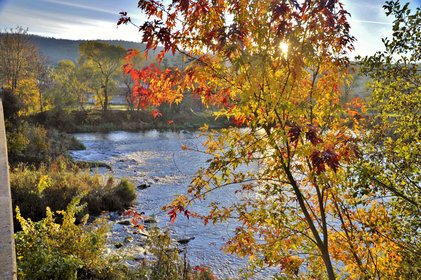 Blick auf den Fluss Regen, am Ufer steht ein Baum mit herbstlich gefärbten Blätten, durch die Blätter hindurch scheint die Sonne