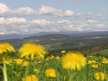 im Vordergrund sieht man Löwenzahnblumen auf einer Wiese im Hintergrund einen Ort und die Bergkette