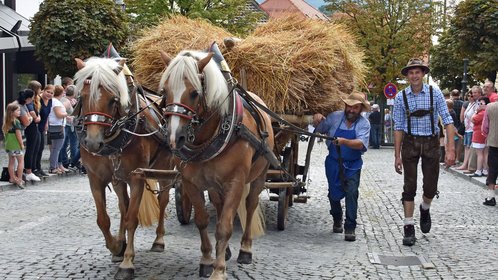 Ein Haflingergespann zieht einen mit Erntegarben beladenen Wagen beim Festzug des Rosstags in Bad Kötzting.