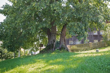 Blick auf die Heigellinde und deren gespaltenen Stamm