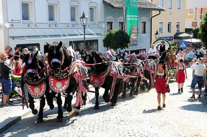 Prächtig geschmücktes Pferdegespann zieht einen Brauereiwagen beim Festzug des Rosstags in der Innenstadt von Bad Kötzting