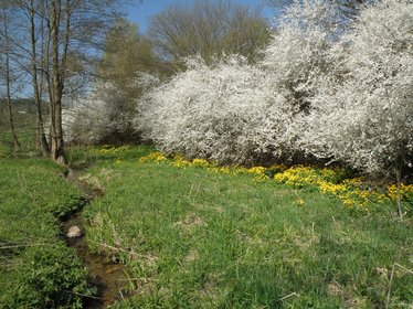 Blick über einen kleinen Bachlauf, am Rand befinden sich gelbe Sumpfdotterblumen und weiß blühende Büsche