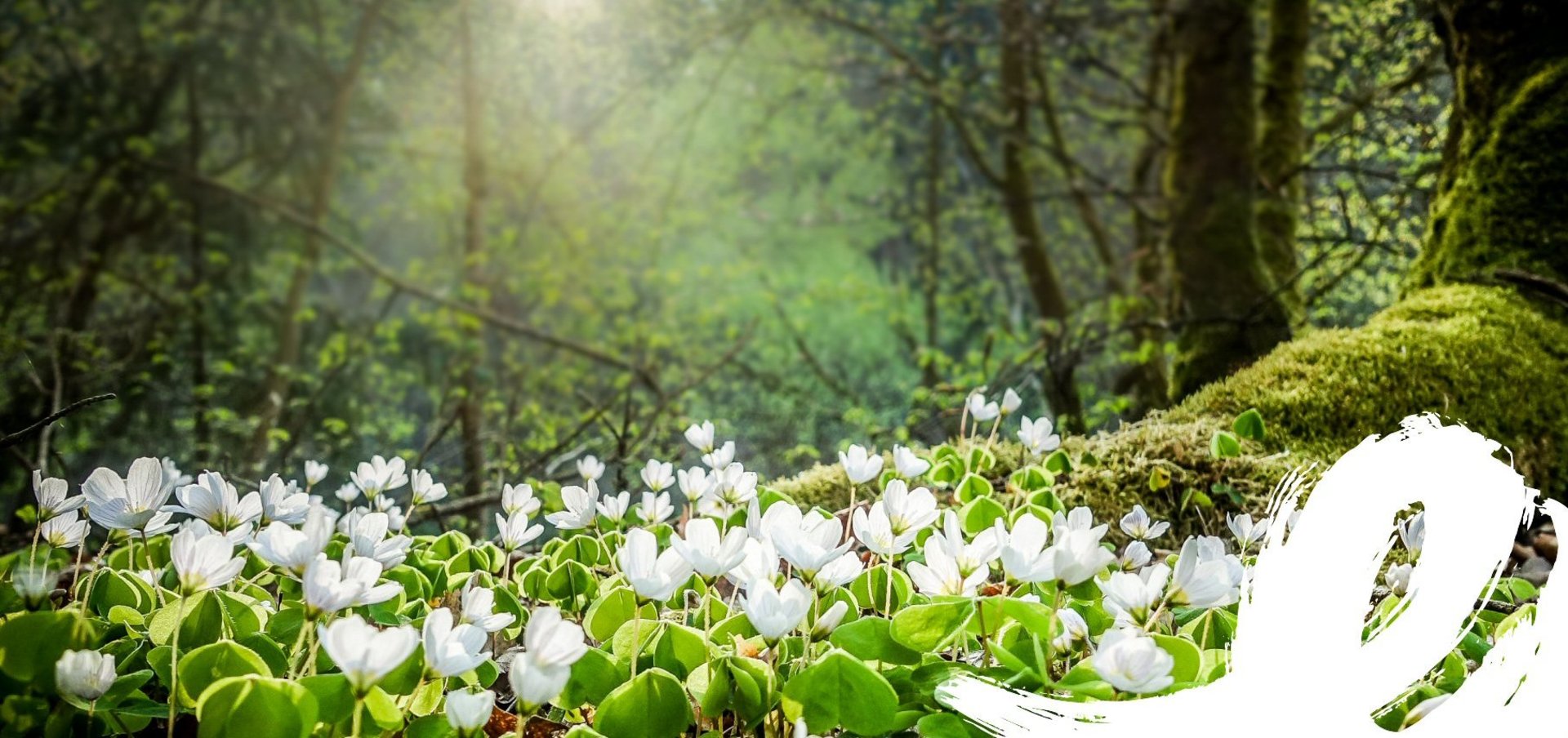 Frühlingserwachen