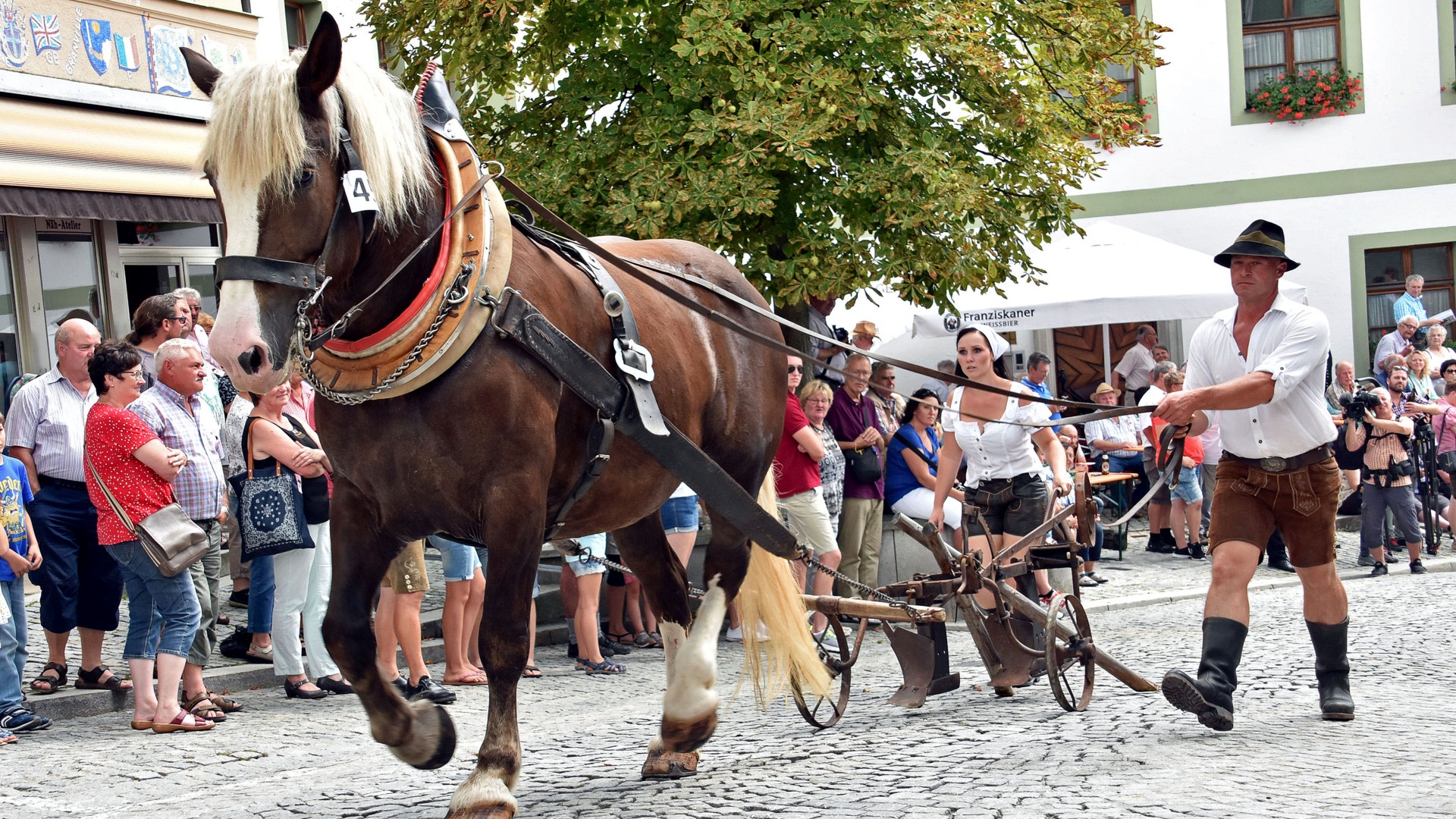 Pferdeveranstaltungen Ein Haflinger zieht ein landwirtschaftliches Arbeitsgerät beim Festzug des "Kötztinger Rosstag".